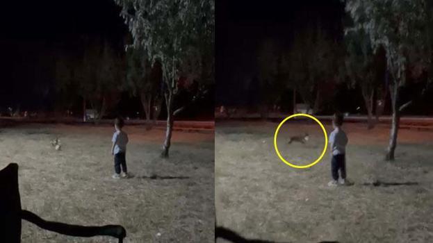 Tilki çocuğun topu alıp kaçtı; o anlar kameraya böyle yansıdı
