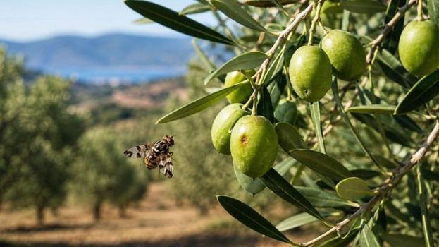 Erdek’te zeytin üreticilerine kritik uyarı! Verim ve kalite kaybına neden oluyor