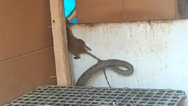 Kümese giren yılanın fareyi yakaladığı anlar kamerada