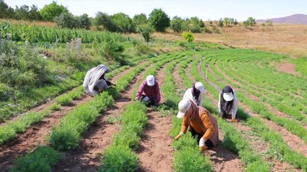 Bayburt ekonomisine katkı sağlayan tarhun hasadı başladı
