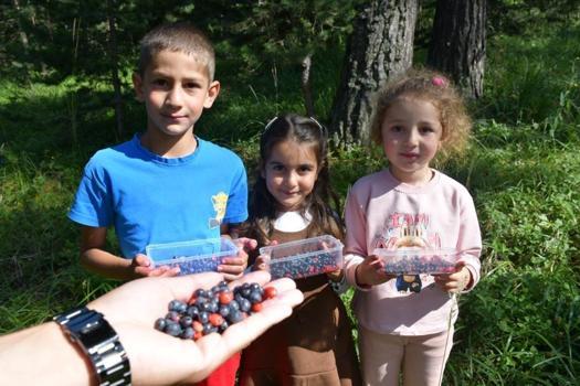 Kars'ın doğasında yetişiyor: Dağ çileği ve yaban mersininde hasat başladı