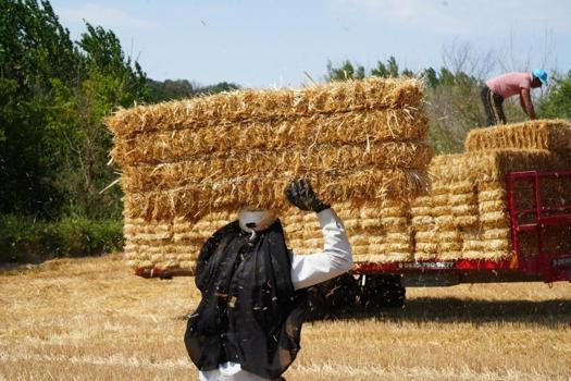 40 derece sıcakta Edirne'de sahne alıyorlar: Balya işçilerinin kazandığı para şaşırtıyor