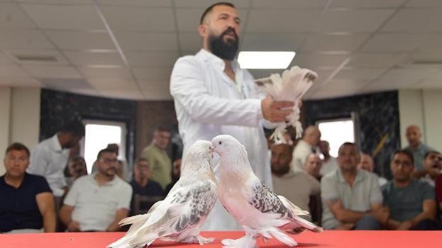 Şebap güvercinleri Erzurum'da podyuma çıktı! Her biri daire fiyatına alıcı buluyor