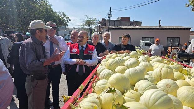 Ata tohumu susuz yetişti: Bandırma'nın beyaz kavununda hasat heyecanı!
