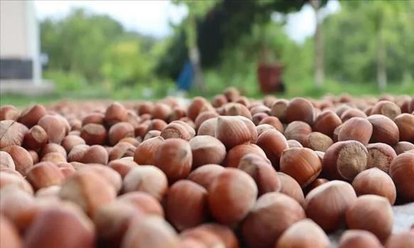 Fındıkta hasat başladı, gözler fiyatlarda: Ordu, Giresun, Trabzon'da fındık kaç TL?