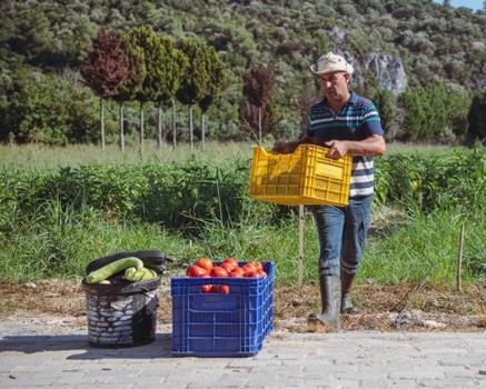Çiftçi satmakla uğraşmıyor: Aydın'da hasadı yapan üretici direkt teslim edip kazanıyor