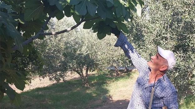 Mut'un 'beyaz altınında' rekolte şoku: 'Yok yılında' verim üçte bire düştü