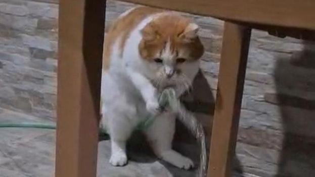Susayan kedi hortumu patileriyle kaldırıp, su içti