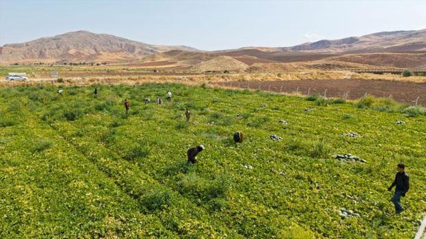 Lezzetiyle öne çıkan Delice kavununun hasadı üreticinin yüzünü güldürdü: Rekolte de kalite de yüksek