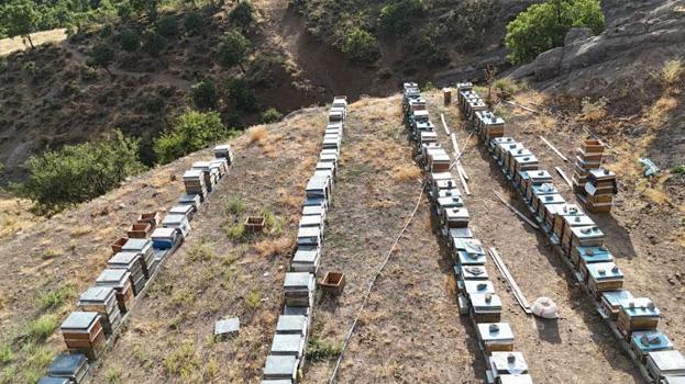 Tunceli'nin eşsiz doğasında binlerce çiçekten sofralara uzanan emek: Bal sağımı başladı