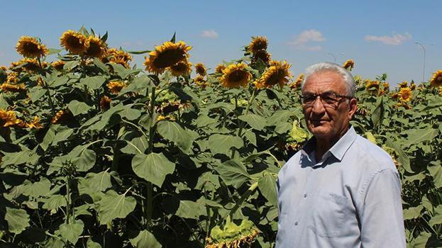 Çerez ve yağı bitti, sıra balında! Aksaray'da ayçiçeği tarlalarında üretiliyor üç ülke almak için sıra bekliyor