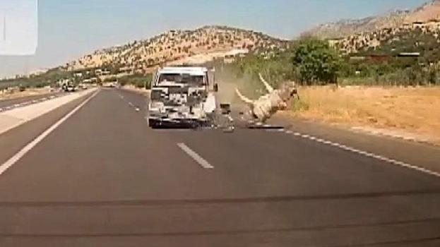 Kahta'da kamyonetin çarptığı eşek metrelerce havaya fırladı