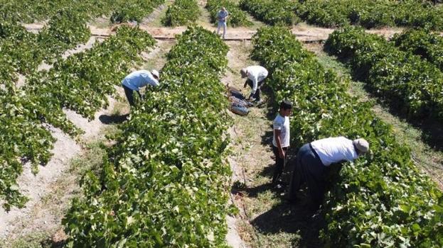 200 yıllık bağlarda yetiştiriliyor! Avrupa ve Orta Doğu'dan sipariş yağıyor: Siyah altın için geri sayım başladı