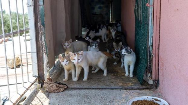 Mersin'de ağır koku ihbarına giden ekipler şaşkına döndü! Tek bir evde tam 100 tane bulundu