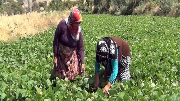 Çorum'da 12 köyün geçim kaynağı! Aracı yok, doğallık var: Çiftçi hem üretiyor hem satıyor