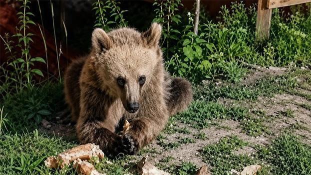 Erzincan'da piknikçilerle bozayı arasında güldüren diyaloglar: Gel bakalım buraya