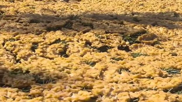 Kahramanmaraş'ta imece usulü hasat! Sırrı mezla dallarında
