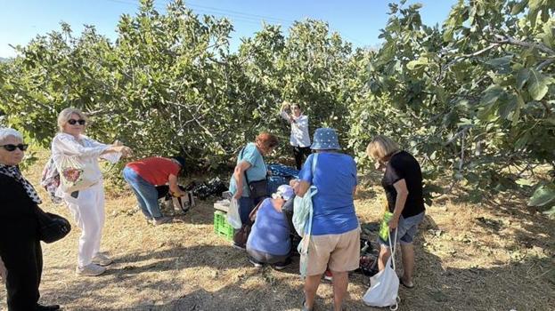 Turistler oraya akın etti! Hem hasat yaptılar hem de tarihi yerleri keşfettiler