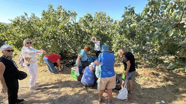Coğrafi işaretli Havran siyah incir hasadı turizme açıldı