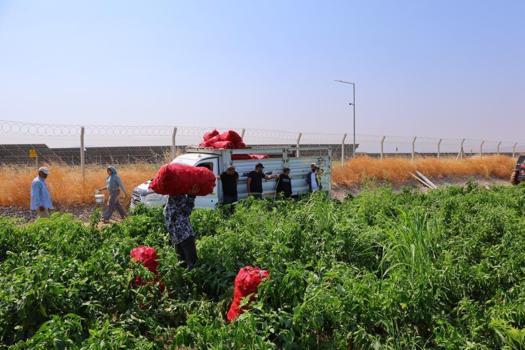 Hem yeniyor hem de salça yapılıyor! Fiyatlar şu an en dipte, vatandaşlar poşet poşet alacak
