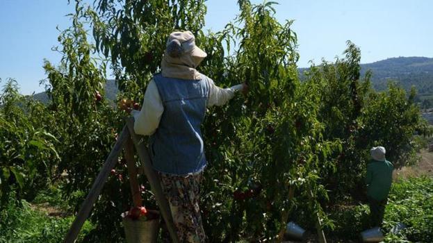 Üretici ne yapacağını şaşırdı! Geçen yıl 70 liraydı, bu yıl 10 liraya düştü: Market fiyatları ise isyan ettirdi