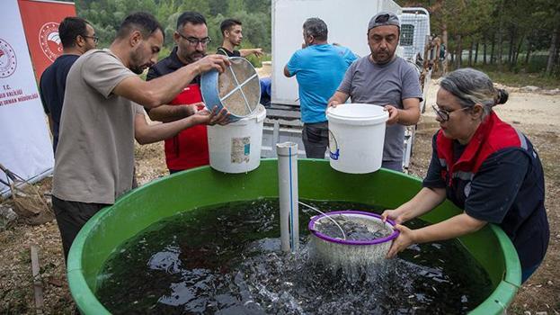 Bolu'da yetiştirilen sazanlar Ankara'nın baraj ve göletlerini bereketlendirecek!