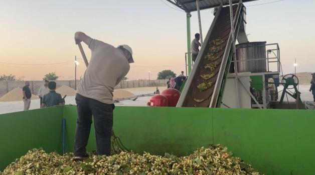 Şanlıurfa'da 'yeşil altın' mesaisi başladı: Tescilli Urfa keten köyneği ve antep fıstığında hasat heyecanı!