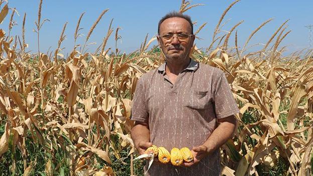 Amik Ovası’nda Eylül'ün ortasına kadar sürecek hasat başladı! Çiftçinin gözü fiyatlara çevrildi