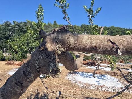 11 yıl sonra hasat başladı! Kilosu 50 bin liradan başlıyor