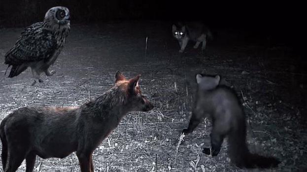 Ganos Dağları'nın gizli yaşamı kamerada! Fotokapan birbirinden özel anları böyle kaydetti
