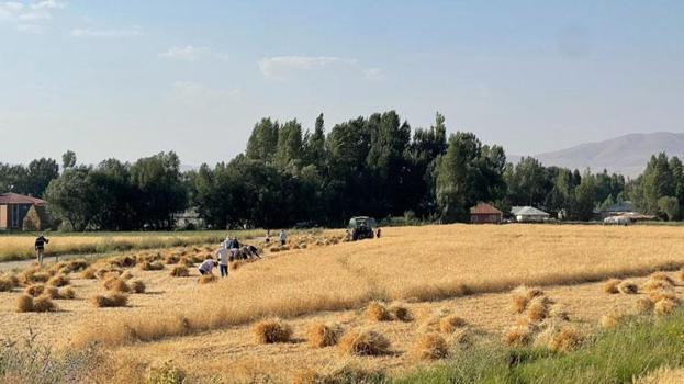 Hakkari'de asırlık gelenek: Yüksekova'da imece usulü hasat dönemi devam ediyor
