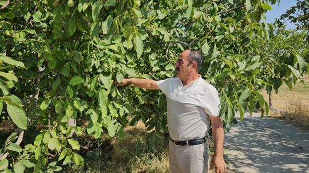 Hem verim arttı hem talep patladı! Bitlisli üreticinin kazancı katlanacak