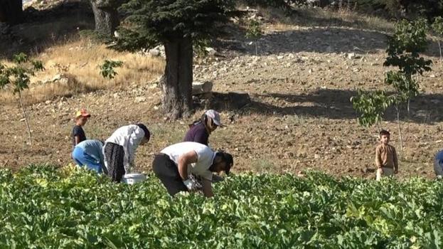 Çalıştığı fabrika yıkılınca köyüne döndü! Öyle bir iş kurdu ki günde 600 kilo ürün toplayıp yok satıyor