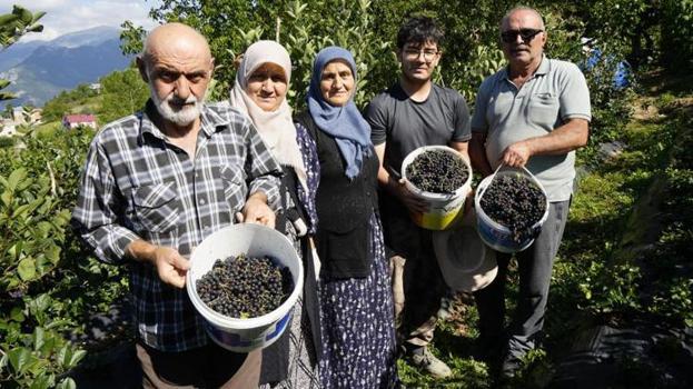 Gümüşhane’de deneme amaçlı ekildi, üretim patladı! Fındığa alternatif, üreticiye yeni kazanç kapısı oldu
