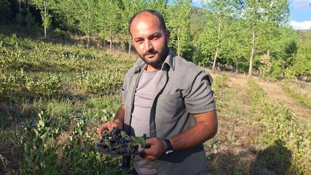 3 yıl önce 7 dönüme dikti, şimdi ilk büyük hasada hazırlanıyor: Kilosu 400 TL