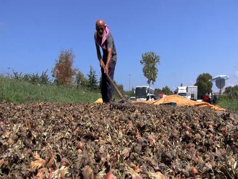 Trabzon'da mesai gece de devam ediyor: Fındık nöbeti sahile taşındı