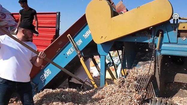 Sulama istemiyor, 3-4 kat ürün veriyor! Tekirdağ'da hasat başladı: Türkiye'nin her yerinden sipariş yağıyor
