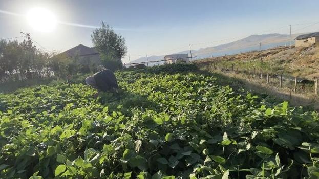 Bahar aylarında ektiler, şimdi tek tek topluyorlar! Ağrı’da bostan bereketi