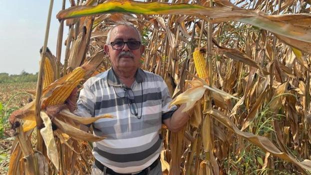 Osmaniye’de hasat başladı! Çiftçi fiyat bekliyor: 'En az 17 lira olmalı'