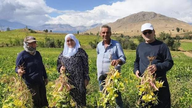 Tarlada kilosu 125 TL’ye kadar çıkıyor! Adana’nın coğrafi işaretli ürününde hasat başladı