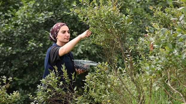 Atıl araziyi servete çevirdi! Şimdi siparişlere yetişemiyor: Babasının diktiği fidanlarla kendi işinin patronu oldu