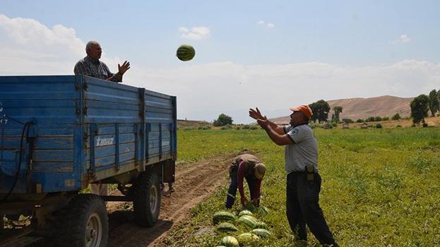 Muş Ovası'nda altın değerinde hasat! Yağışlar bereket getirdi: 230 bin ton rekor üretimle kent ekonomisine 2 milyar liralık destek!