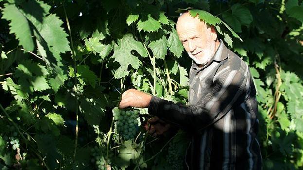 Eşsiz aromasıyla göz kamaştırıyor! Safranbolu'nun eşsiz lezzeti çavuş üzümünde hasat başladı: Kilosu 150 lira