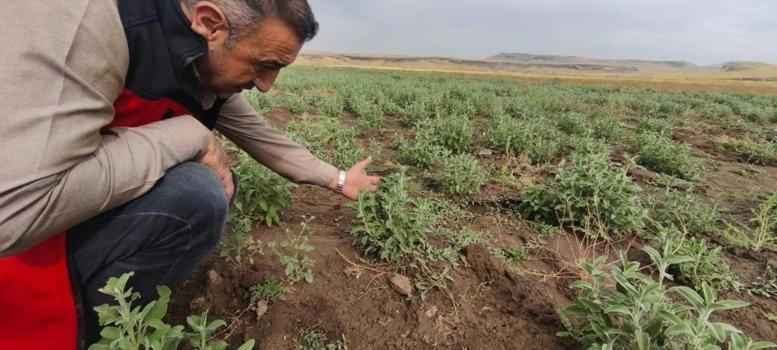 Patnos'ta Ada Çayı heyecanı! İlk hasat için geri sayım başladı