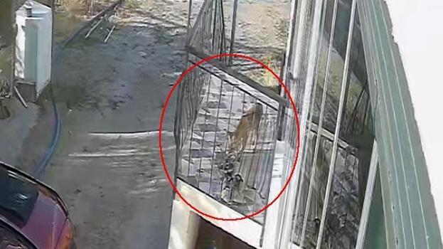 Terlik hırsızı kedi, köpek sandı gerçek çok farklı çıktı!