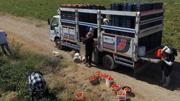 Türkiye 7'ncisi oldu! Bitlis'te dev üretim: Bölgenin zirvesine yerleşti