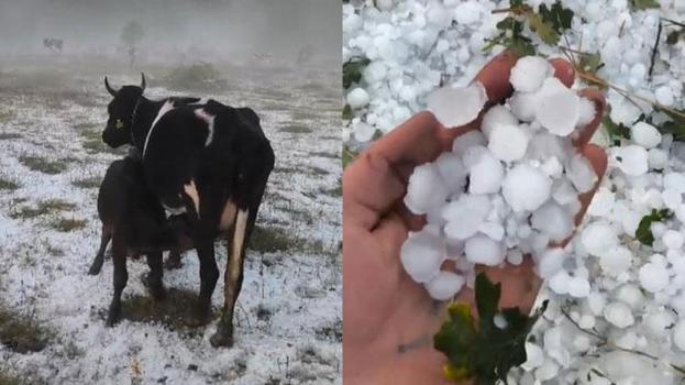 Dolu yağışı tarım alanlarında zarara yol açtı