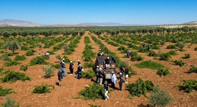 Dört ülkeden gelip Kilis'te hasat yaptılar: Horoz Karası'nda 2 işlem yapılıyor