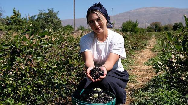 Dondurma yerken tanıştı, Erzincan'da üreticisi oldu! 100 fidanla başladı, talep artınca 900 fidana ulaştı