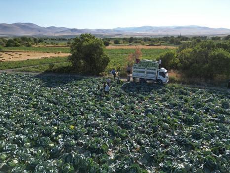 Niğde'de yıllık 300 bin ton çıkıyor: Kilosu 40-60 TL'den satılıyor